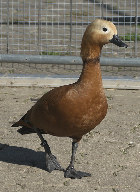 仅限于赛场